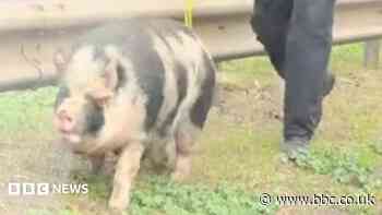Watch: Pigs on the loose bring A-road to a standstill