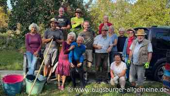 Apfelernte auf der Streuobstwiese in Igling