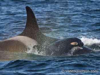 Orca mother known for ‘tour of grief’ welcomes new calf