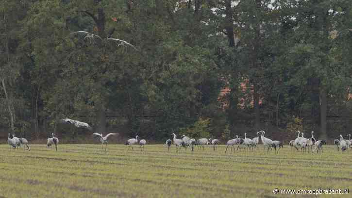 Kraanvogels opvallend lang in Brabantse Peel: ‘Dat zie je niet vaak’