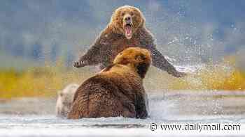 Bear knuckle brawl! Incredible photos show two grizzlies fighting