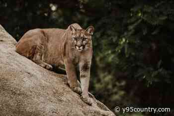 Another Laramie County Mountain Lion Sighting Reported
