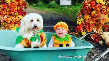 October half term 2026 free and ticketed activities near you in Cardiff, Swansea and beyond