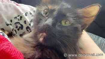 Critically ill cat named Rolo is saved by an emergency blood transfusion - from a dog