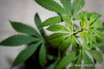 THC Alliance, hemp manufacturer sue over DSHS 'redefining' THCA