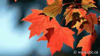 IN PHOTOS | Fall splendour in Canada