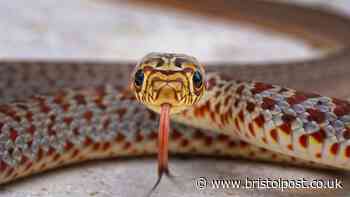 Japanese flight cancelled after snake discovered hidden inside aircraft cabin