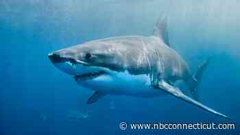NY man charged with animal cruelty for illegal capture of great white shark off Cape Cod