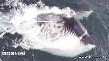 Moment giant fin whale's huge mouth engulfs thousands of gallons of water