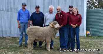Top price doubles at Conrayn Merinos ram sale thanks to spirited bidding