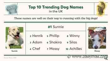 Britain's top dog and cat names, revealed - so, does your pet make the cut?
