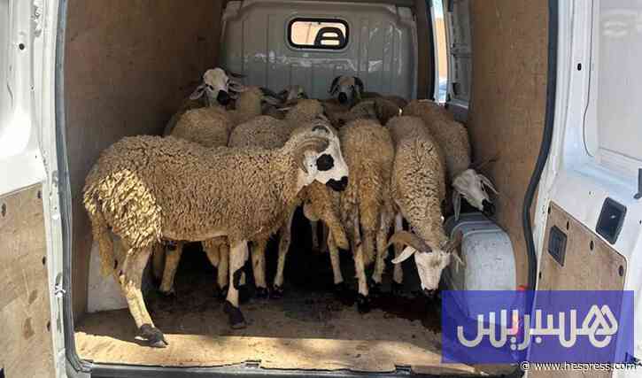 رصيف الصحافة: شبكة خطيرة من "الفراقشية" تسقط في قبضة الدرك