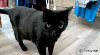 Best of Great State: Sir Indiana Bones is a lucky black cat at Skulls Unlimited in OKC