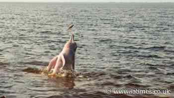 Rare Pink Dolphin Filmed Off Oman's Coast Raises Questions About Its Species and Unusual Colour