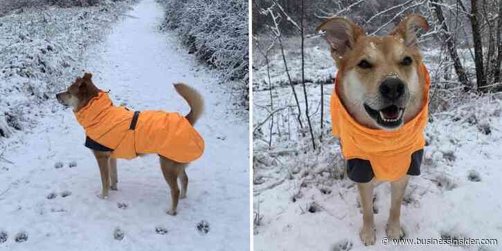 Our favorite dog winter coat is 60% off right now