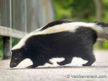 Warning issued after skunk with rabies captured in Vancouver