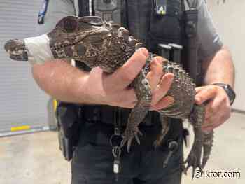 Lost caiman found, after deputies wrangle it from creek