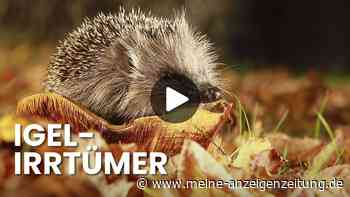Igel im Garten helfen: Diese 5 häufigen Fehler können den Tieren enorm schaden