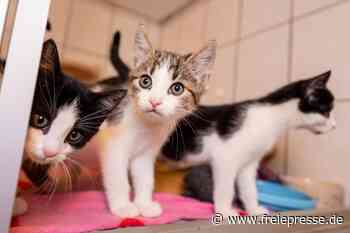 Katzenjammer im Plauener Tierheim: „Die fressen uns echt die Haare vom Kopf“