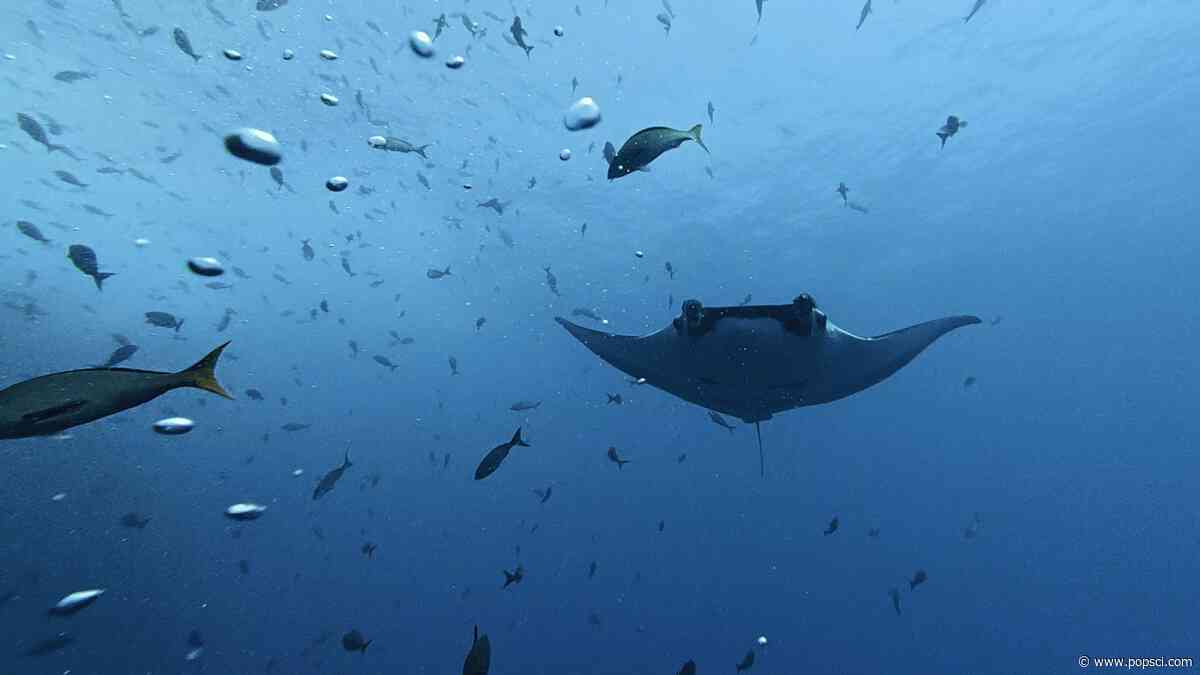 Baby manta rays stick to the shallows to avoid sharks and orca