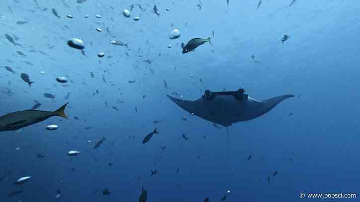 Baby manta rays stick to the shallows to avoid sharks and orca