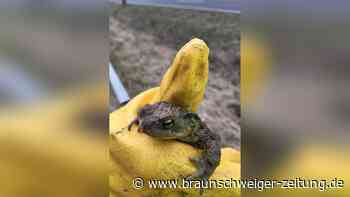 Amphibiensammler in Gefahr: Kreis Wolfenbüttel ringt weiter um eine Lösung