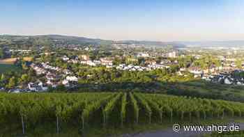 Deutsches Weininstitut: Doch etwas größere Weinernte als befürchtet