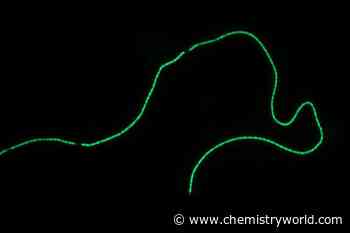 Bacteria discovered to be synthesising metal–organic frameworks with ‘extraordinary conductivity’