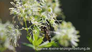 Gelbe Wiesenraute ist „Blume des Jahres 2027“