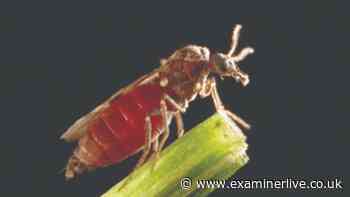 First confirmed death caused by deadly virus spread by biting insects
