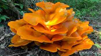 Biologists seek justice for forgotten kingdom of fungi
