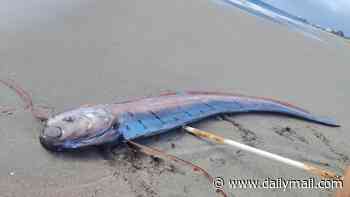 Giant 'Doomsday fish' washes ashore in South America sparking claims of an impending disaster: 'Not a good omen'