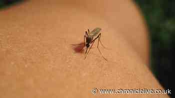 Deadly Shamonda virus spread by insect bites claims first known human life