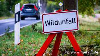 Autofahrer kracht in Wildschwein-Gruppe, sechs Tiere tot – Zeitumstellung könnte nun alles schlimmer machen