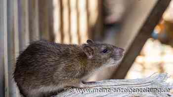 54 Ratten in nur einer Nacht gefilmt: Schädlingsbekämpfer schlagen vor dem Winter Alarm