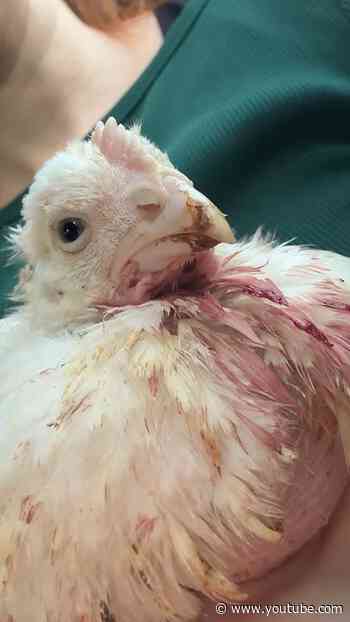 Chicken Survives Religious Ritual And Somehow Still Purrs | The Dodo