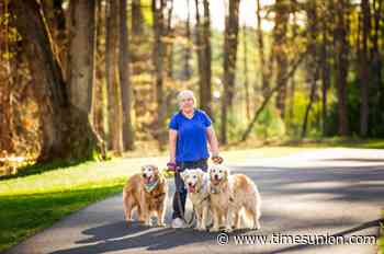 A Rexford couple loved, lost 9 dogs. Now they help senior golden retrievers.