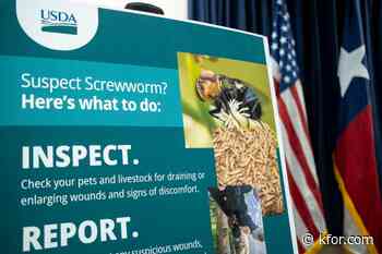 New Mexico confirms new case of screwworm in beef cow