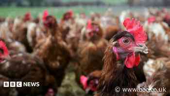 Thousands of birds to be culled amid flu outbreak
