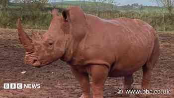 Wildlife park to welcome six white rhinos
