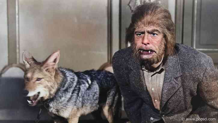Some people really are werewolves—at least, in their minds
