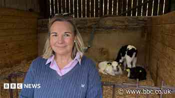 Farmer feels 'helpless' after bluetongue outbreak