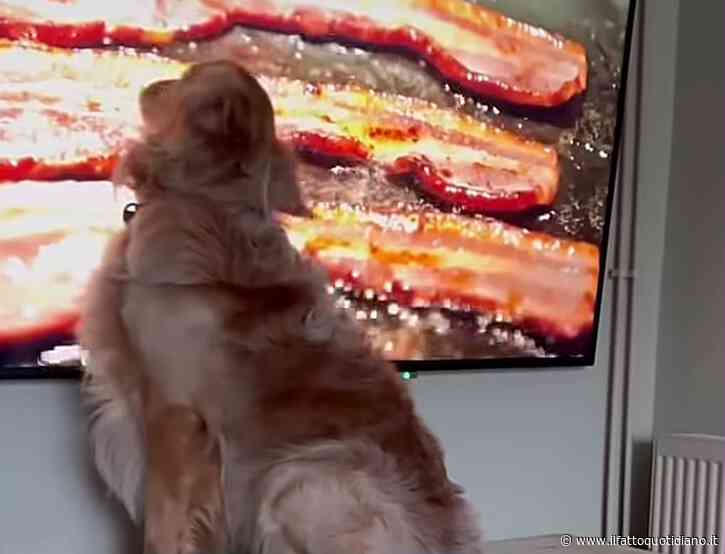 Un golden retriever vede il bacon in televisione e inizia a leccare lo schermo con molto gusto – IL VIDEO