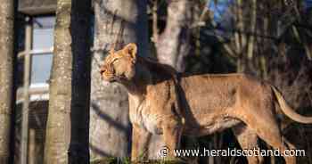 Edinburgh Zoo celebrates birth of two endangered Asiatic lion cubs in seven years