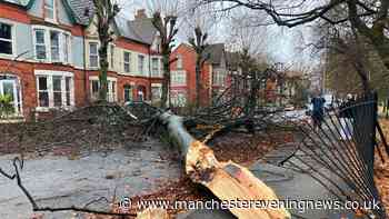 Met Office issues tree warning ahead of 80mph Storm Austen and Storm Boelo