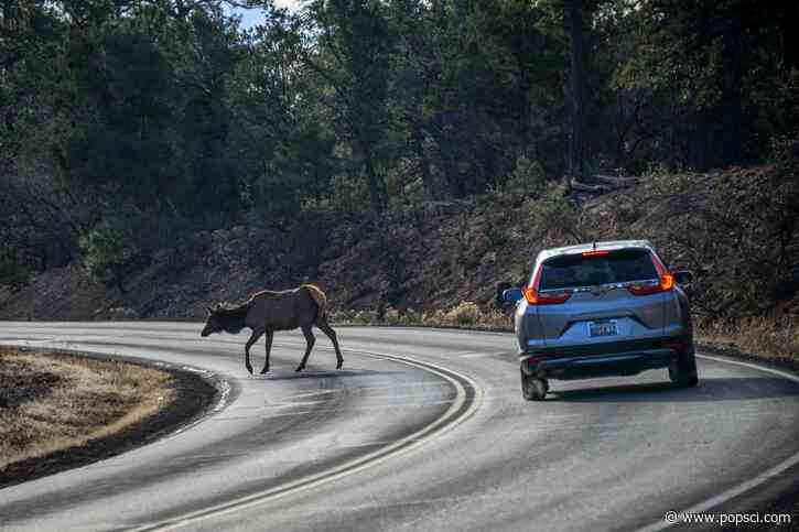 Deer mating season can be deadly for drivers. Solar powered roadsigns may help.