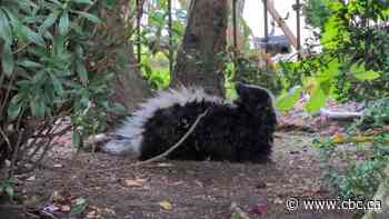 Rabid skunk bites 'small number' of people in downtown Vancouver: officials