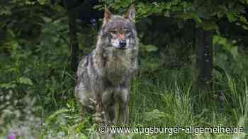 Streit um Jagd auf Wolf im Oberallgäu spitzt sich weiter zu
