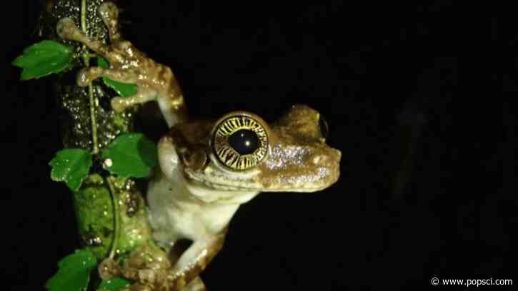 Treefrog ‘fingerprints’ are on their eyeballs