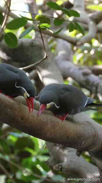 The Inca Tern's One of a Kind Call
